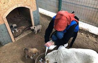Barınaktaki köpekleri gençler elleriyle besledi