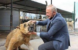 Başkan Atabay’ın can dostlar için yeni projesi...