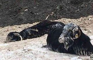 Bataklığa saplanan 15 keçiden 1’i telef oldu