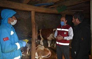 Bayburt’ta 2022 yılı ilkbahar dönemi şap aşılama...