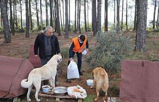 Belediye ekipleri sokak hayvanlarını elleriyle besledi