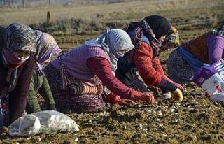 "Beyaz altın" toprakla buluştu