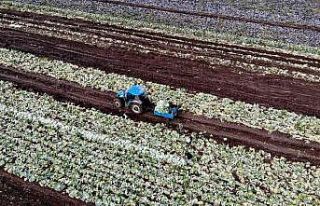 Beyaz lahana üreticisinin yüzünü güldürdü