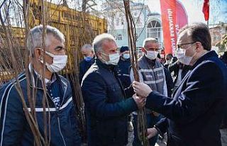 Bilecik cennet hurmasının merkezi olma yolunda
