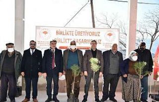 Bin adet çam fıstığı dağıtıldı