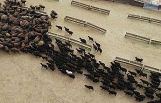 Bingöl’de baharın habercisi kuzular anneleriyle...