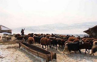 Bingöl’de besicilerin kış mesaisi sürüyor