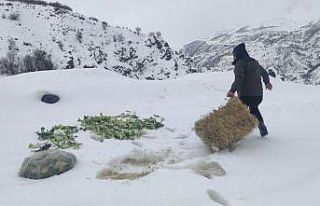 Bingöl’de Şeytan dağlarına 500 kilo yem bırakıldı