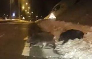 Bingöl’de yaban domuzları yerleşim yerlerine...