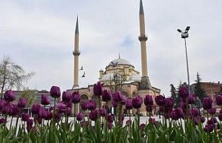 Binlerce çiçek toprakla buluştu