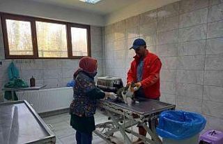 Bir yılda 263 köpek sahiplendirildi