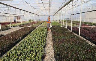 Bitki üretiminden 6 milyon TL tasarruf