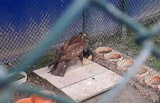 Bitkin halde bulunan kızıl şahin tedavisinin ardından...