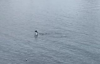 Bodrum’da yunus sürprizi