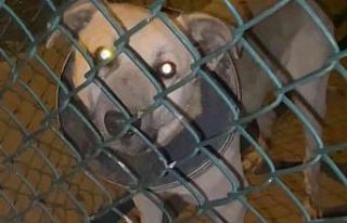 Boynu çöp kovasının demir halkasına sıkışan...