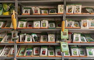 Bu sene yağışın fazla olması tohum satışlarını...