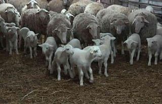 Bunlar da üniversiteli kuzular