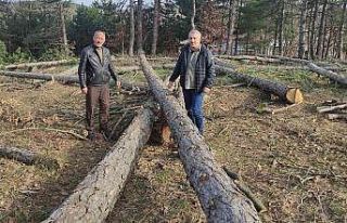 Bursa’da ağaç katliamı