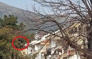 Bursa’da ağaçta asılı kalan kuşu itfaiye ekipleri...