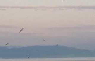 Bursa’da yunus balıklarından sürpriz ziyaret