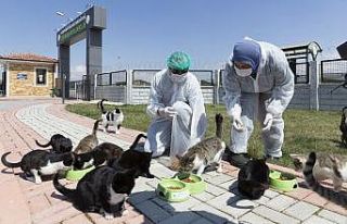 Büyükşehirden sokak hayvanları için 48 ton mama...