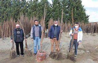 Büyükşehirin yüzde 50 hibeli fidan dağıtımı...
