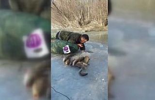 Buz altından elle balık çıkarıyor