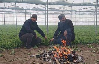 Buz tutan ürünleri için serasında ateş yaktı