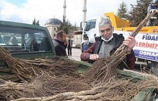 Çameli’nde ceviz üretim alanları genişletiliyor