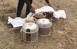 Canlı mühre ile keklik avlayan 3 kişiye 8 bin 67...