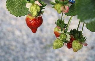 Çilek sektörü Aydın’da masaya yatırılacak