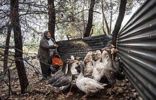 Civciv olarak verilen kazlar büyüdü