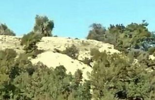 Çoban köpeği, domuz sürüsünü kovaladı