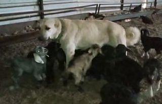 Çoban köpeği yavru keçilere süt annelik yapıyor