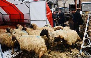 Çolak Ailesine koyun desteği