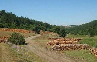 Çorum’da 500 bin fidan toprakla buluşturuldu