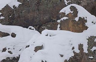 Dağ keçileri için 250 kilo otu doğaya bıraktılar