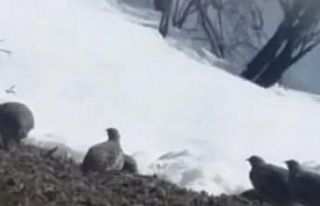 Dağ keklikleri beslenirken görüntülendi