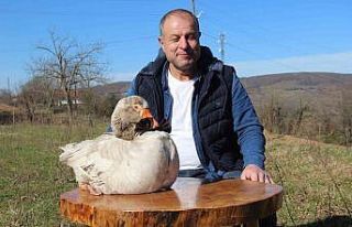 Daha önce hiç görmediğiniz papyonlu yol arkadaşı