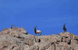 Danıştay, yaban keçisi avlama ihalelerini iptal...