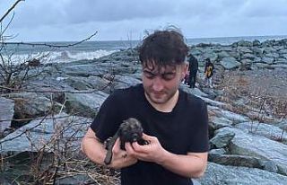 Deniz kenarındaki kayalıklarda doğuran köpek ve...