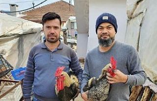 Denizli Horozunun yumurtası yurt dışına tanesi...