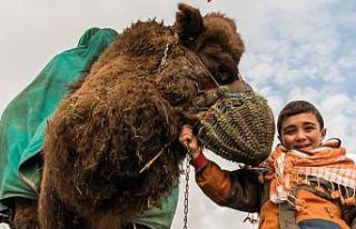 Deve güreşi heyecanı Denizli’de