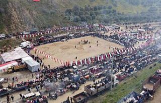 Deve Güreşi tutkunları Kuyucak’ta buluştu