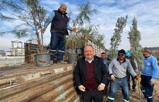 Devlet Bahçeli Hatıra Ormanı’na Başkan Tarhan’dan...