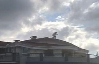 Didim’de filmleri aratmayan operasyon