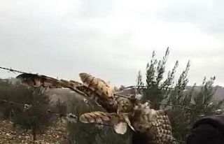 Dikenli tellere takılan baykuşu vatandaşlar kurtardı