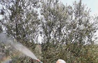 Diker, halkalı leke hastalığına karşı uyarıyor