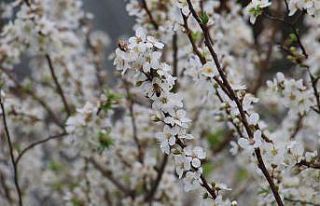 Dışarısı kış, içerisi bahar... Ağaçlar çiçek...