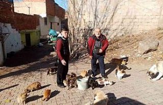 Diyarbakır’da sokak hayvanları için dernek kuruldu